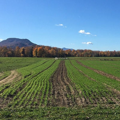 Seeds Winter Rye Cover Crop: 4 oz Packet [HIGH MOWING #8030.2] T