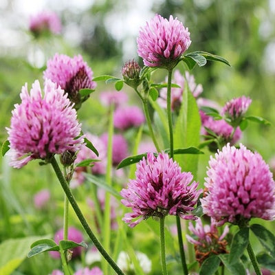 Seeds Medium Red Clover Cover Crop: 4 oz Packet [HIGH MOWING #8080.2] T