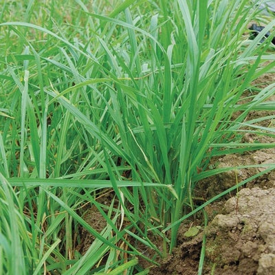 Seeds Annual Ryegrass Cover Crop: 4 oz Packet [HIGH MOWING #8085.2] T