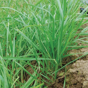 Seeds Annual Ryegrass Cover Crop: 4 oz Packet [HIGH MOWING #8085.2] T