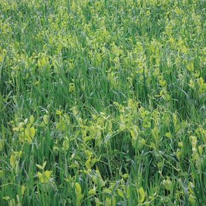 Seeds Field Peas/Oats Mix Cover Crop: 6 oz Packet [HIGH MOWING #8100.2] T