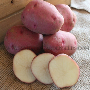 Red Norland Seed Potato OG [IRISH EYES  #OEA371]