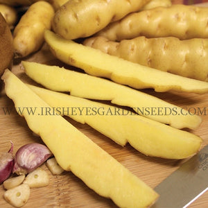 Ozette Fingerling Seed Potato OG [IRISH EYES  #OFG109]