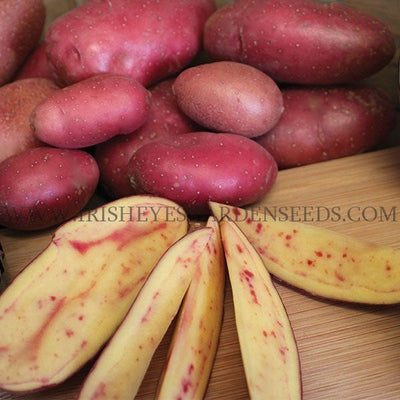 French Fingerling Seed Potato OG [IRISH EYES  #OFG161]