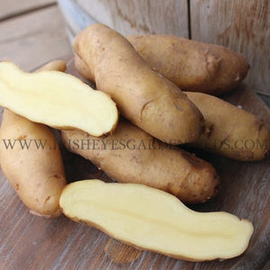 Russian Banana Fingerling Seed Potato OG [IRISH EYES  #OFG155]