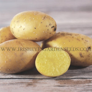 German Butterball Seed Potato OG [IRISH EYES  #OMD103]